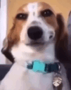 Emoji dog_ok