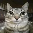 Emoji kittystare