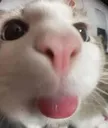 Emoji eb_catbleh