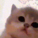Emoji kitty_jamming