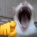 Emoji catkek
