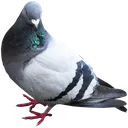 Emoji pigeon