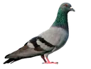 Emoji Pigeon
