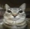 Emoji cat