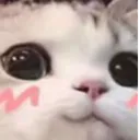 Emoji blushcat