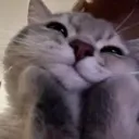 Emoji tama_catpassion