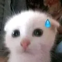 Emoji catscared