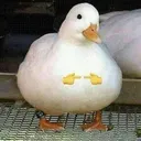 Emoji UwUDuck