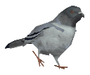 Emoji pigeon