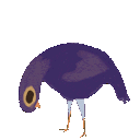 Emoji pigeon_headbang