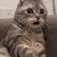 Emoji 19651catshocked