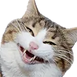 Emoji cat_smile