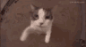 Emoji chat_calin_4