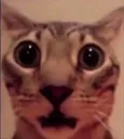 Emoji 707cat