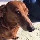 Emoji greatdog