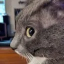 Emoji catsideeye