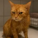 Emoji angrycat