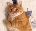 Emoji starecat