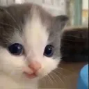 Emoji hehe_cat