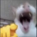 Emoji catlaughingatyou