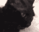 Emoji BAW_Gif_Noir_Black_Chat_Cat