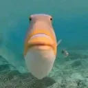 Emoji poisson