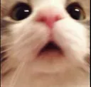 Emoji 05_SweetSins_Cat_Wtf