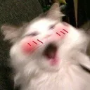 Emoji 05_SweetSins_Cat_Blush3