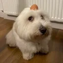 Emoji dawg3