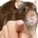 Emoji rat