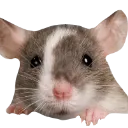 Emoji ratcach
