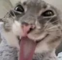 Emoji tama_6cat