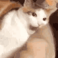 Emoji yCatBite