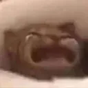 Emoji xCatCry