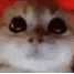 Emoji yCatAngry