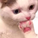 Emoji xCatIchh