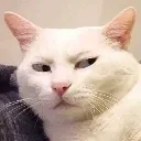 Emoji xCatJudgment