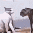 Emoji 4692catfight