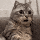 Emoji yCatShocked
