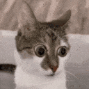 Emoji yCatWTF