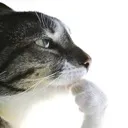 Emoji cat_think