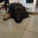 Emoji chiendecam