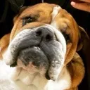 Emoji roscoe