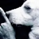 Emoji Dog