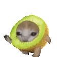 Emoji kiwicat