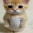 Emoji innocent_cat