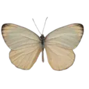 Emoji 94788vintagebutterfly
