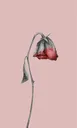 Emoji fleurefane4k