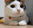 Emoji catno