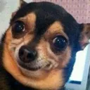 Emoji chihuahua